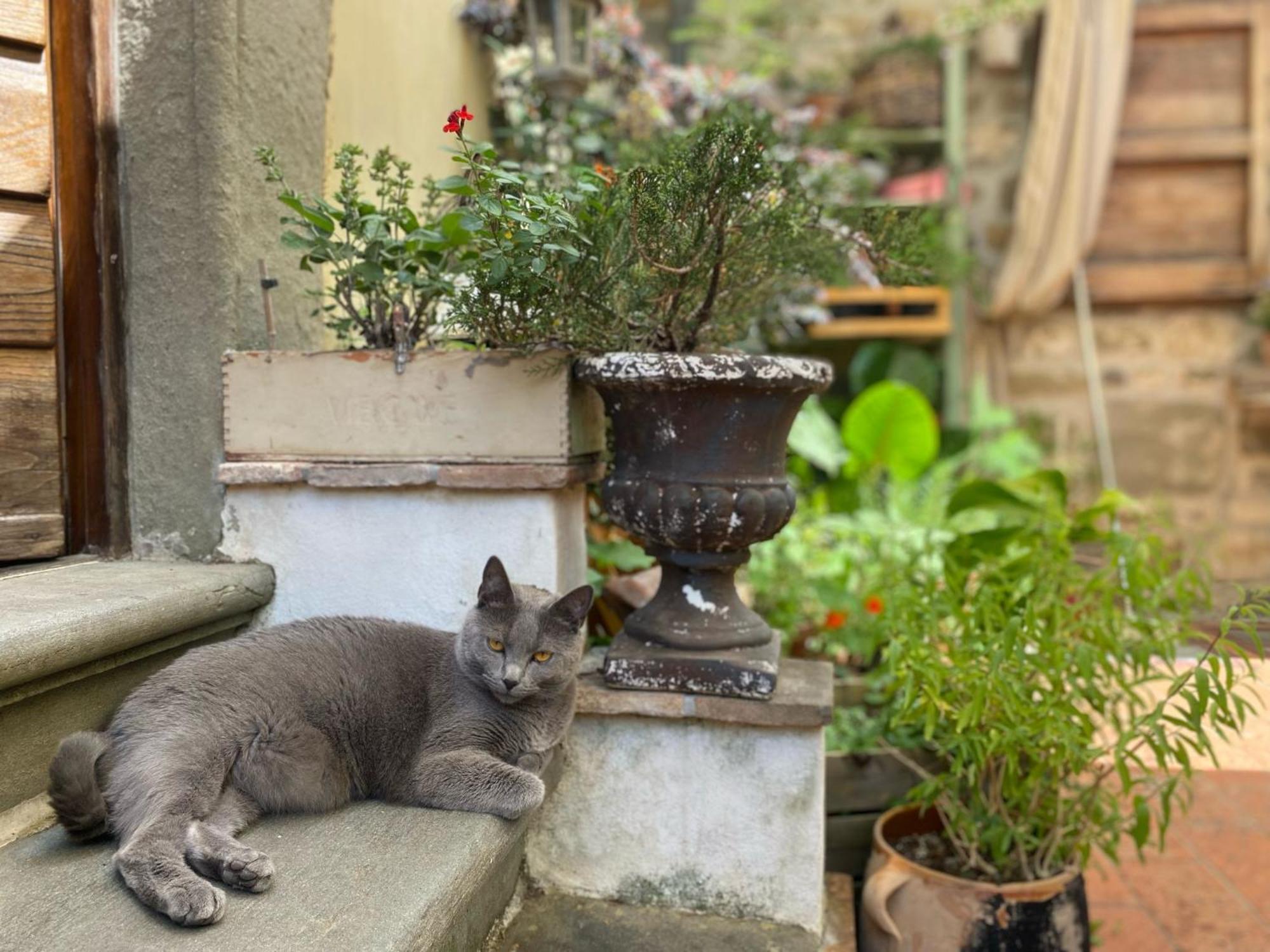 La Magione Dei Todaro Borgo a Buggiano Zewnętrze zdjęcie